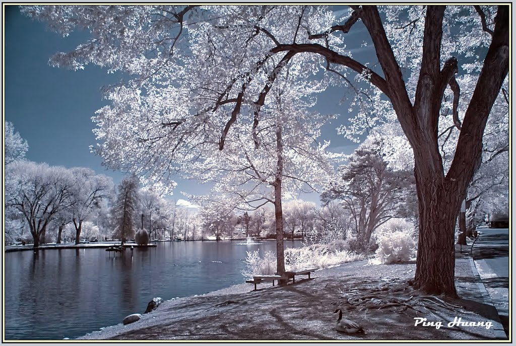 Idlewild Park, Reno, Nevada ( infrared photo)