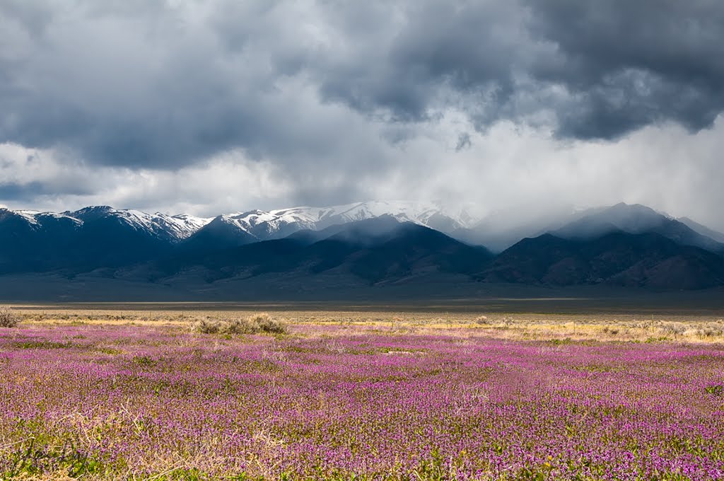 Spring ~ Basin and Range, Nevada