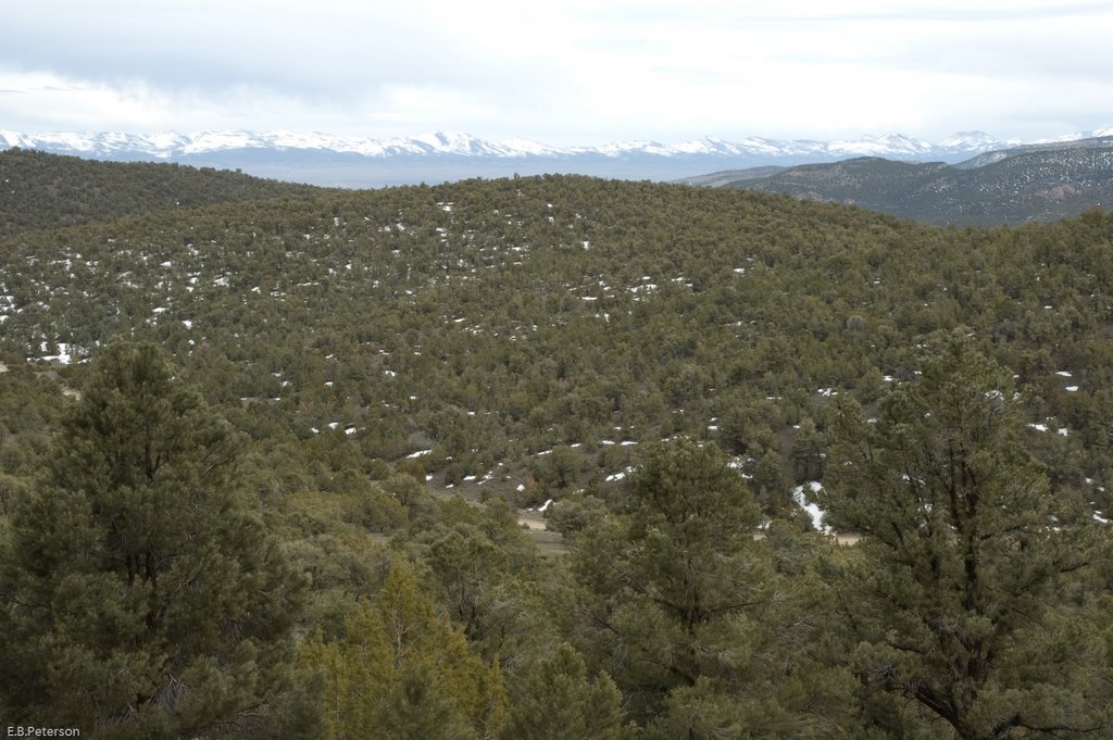 Pinyon Juniper Woodlands