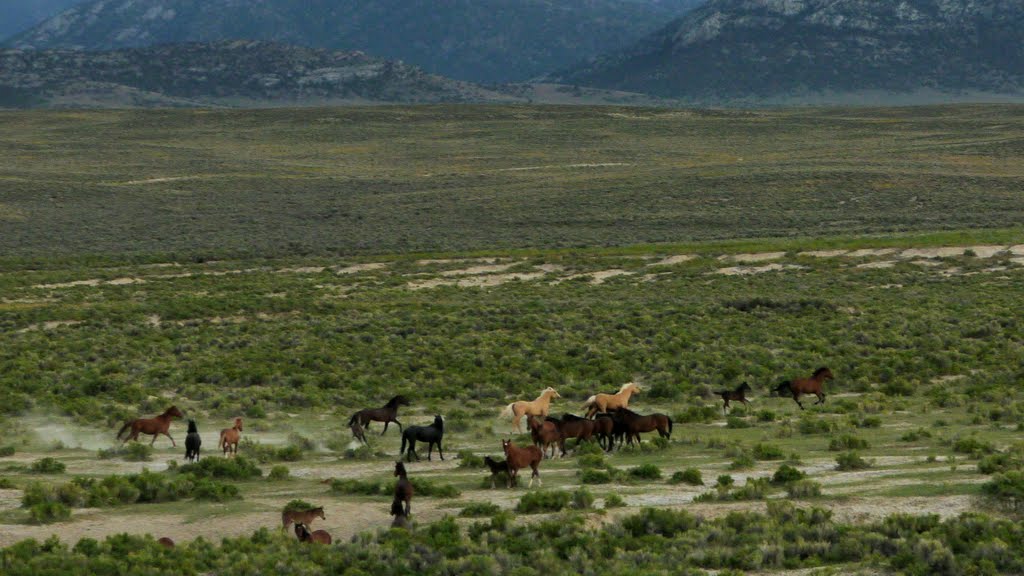 Wild horses near Shamrock Spring at north end of Monitor Range