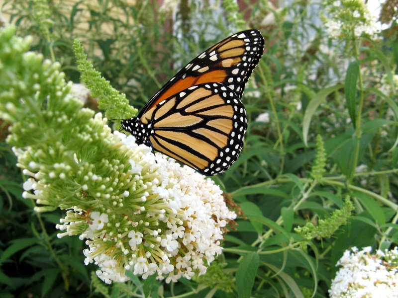 butterfly on butterfly bush