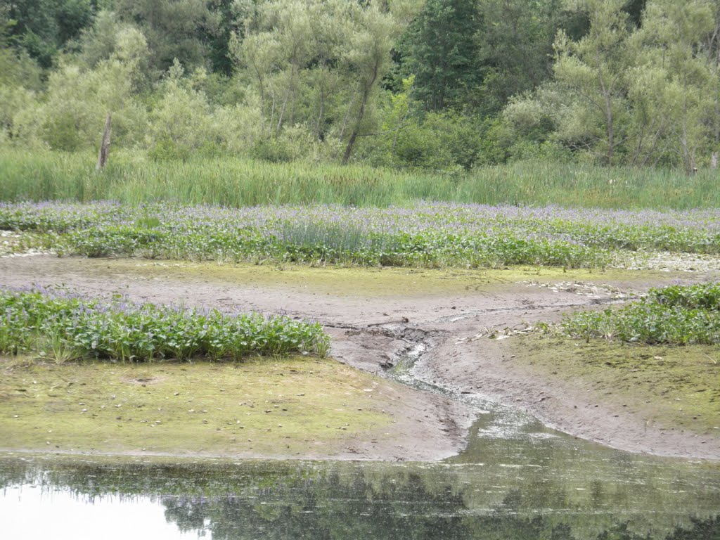 Summertime drought on the Cocheco