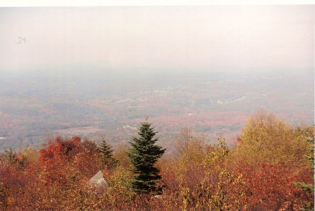 Foliage