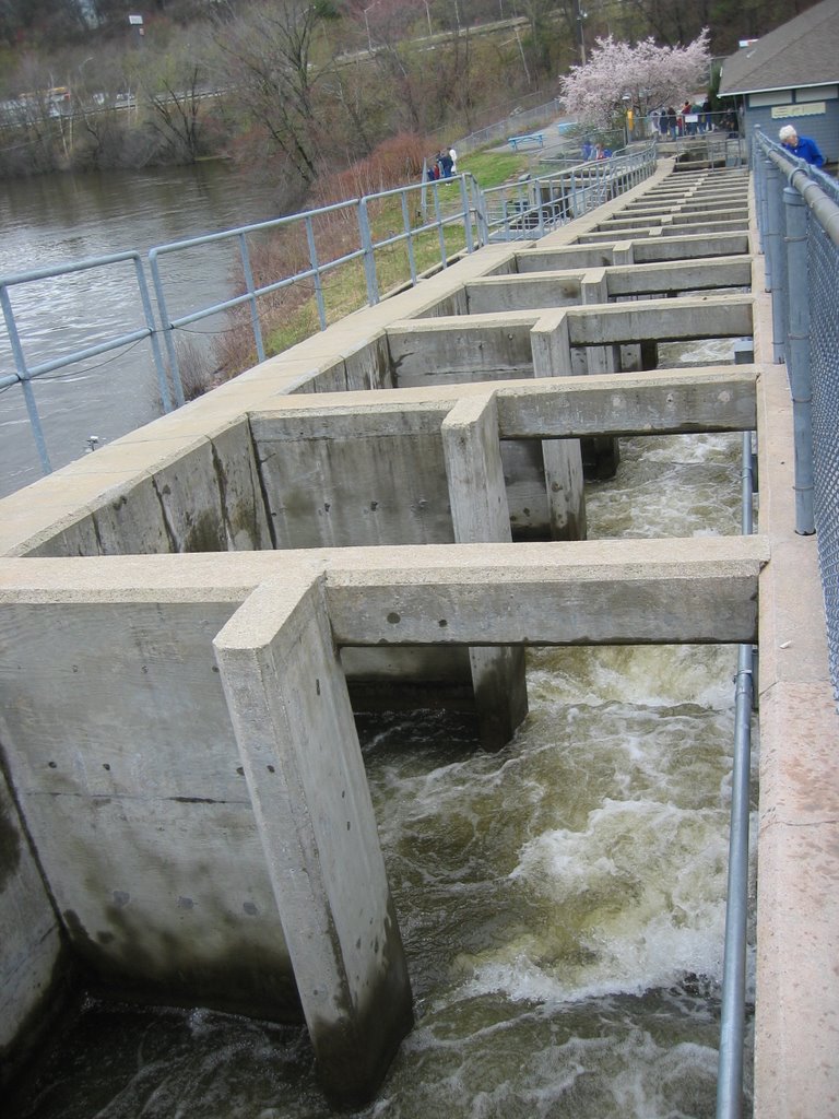 Amoskeag Fish Ladder