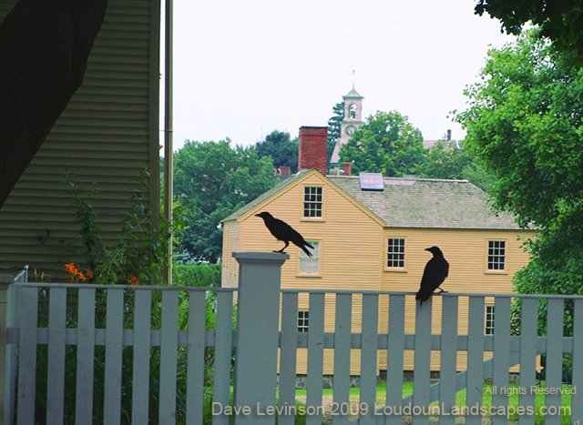 Crows on Fence