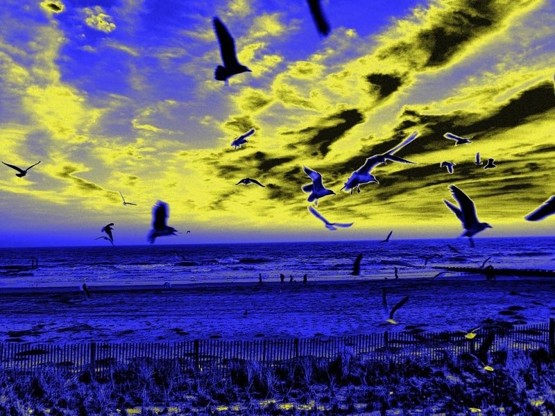 GAVIOTAS