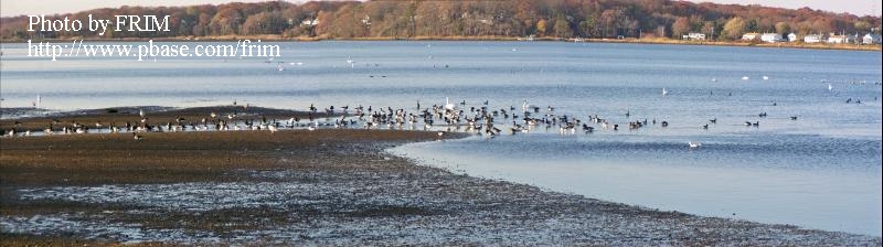 Birds Belmar Basin