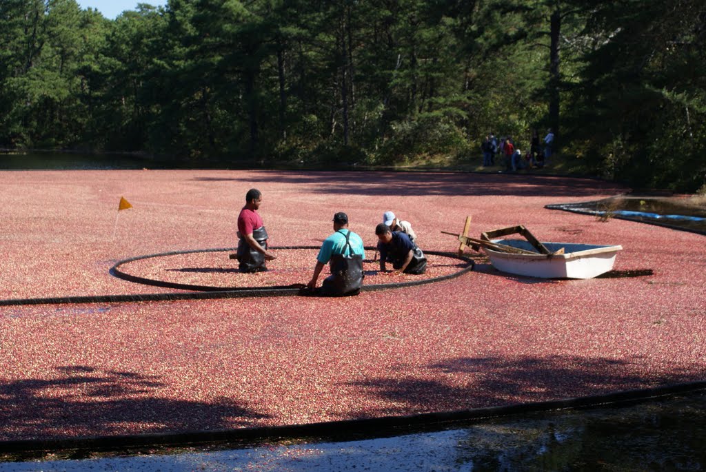 Cranberries harvest at Double Trouble State Park, NJ