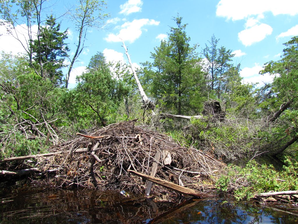 Cedar Creek Beaver Dam