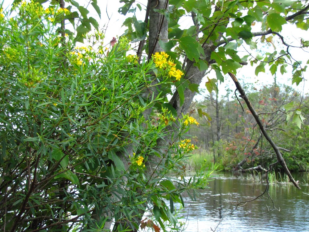 Cedar Creek Wildflowers