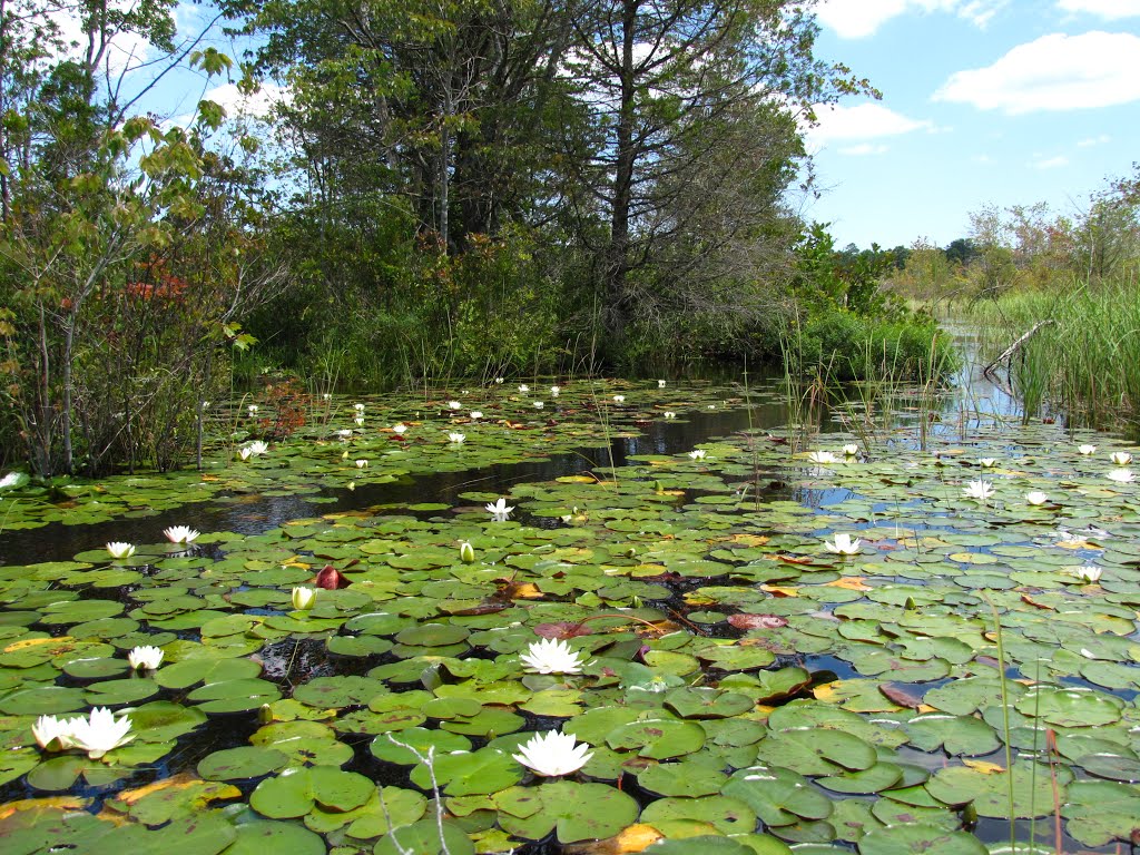 Ore Pond Lilies