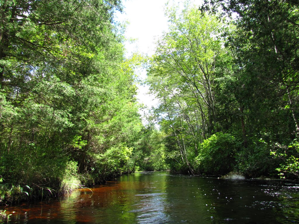 Lower Cedar Creek Downstream