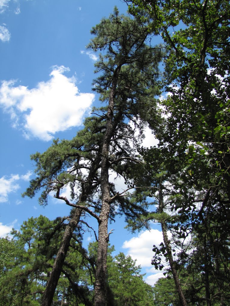 Ore Pond Trail Pines