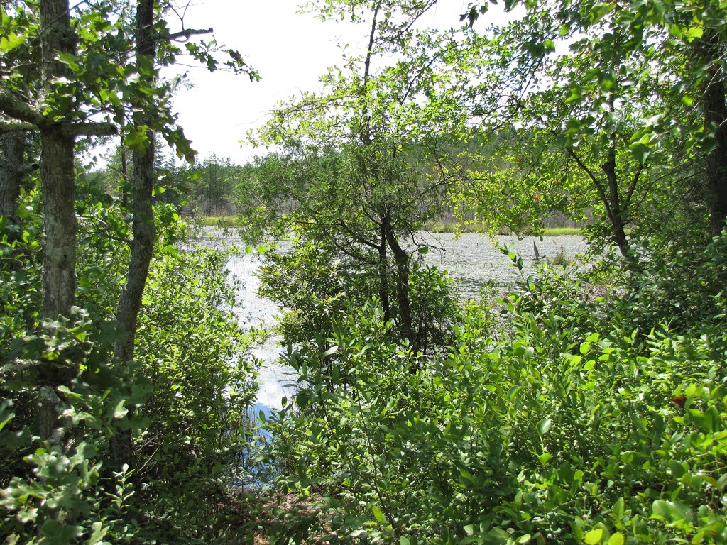 Ore Pond from Unmarked Trail
