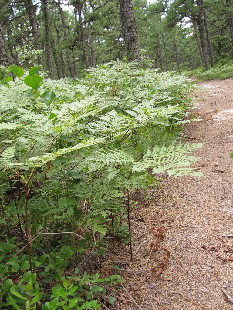 Double Trouble Park Trail Ferns