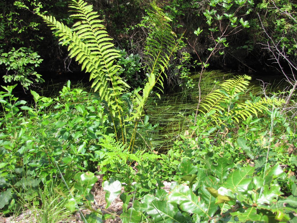 Sawmill & Reservoir Trail; Ferns & Oak Saplings