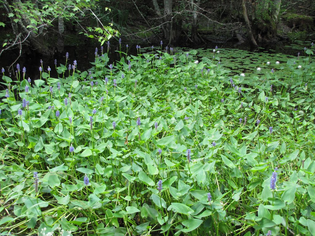 Sawmill & Reservoir Trail; Pickerelweed & White Water Lilies
