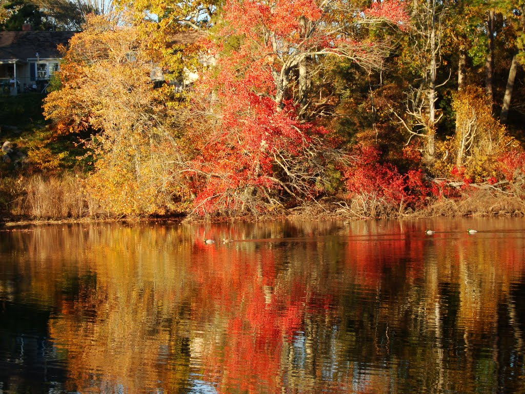 Falls trees at Forge Pond