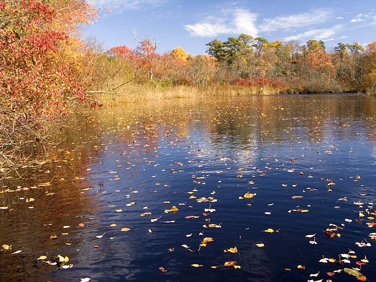 Forge Pond,Brick,NJ