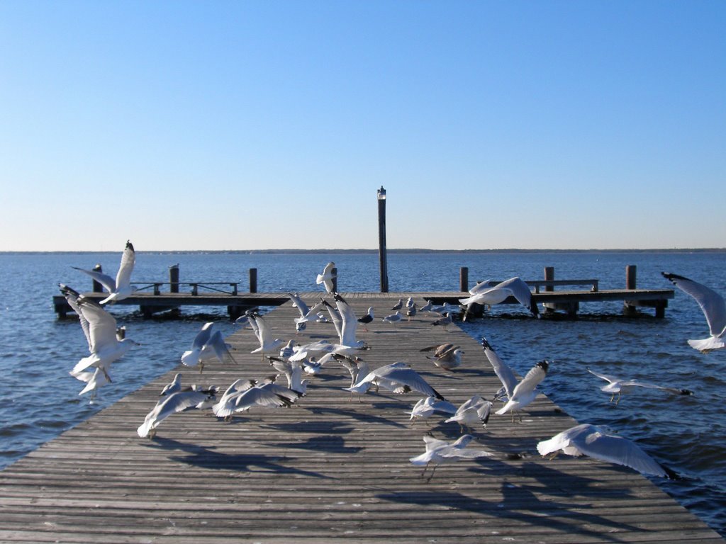 The gulls in flight