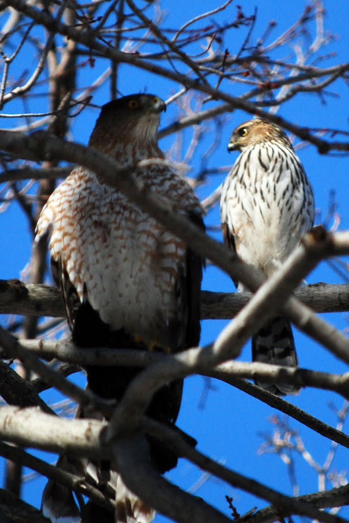 Mr. & Mrs. Sharp-shin Hawk