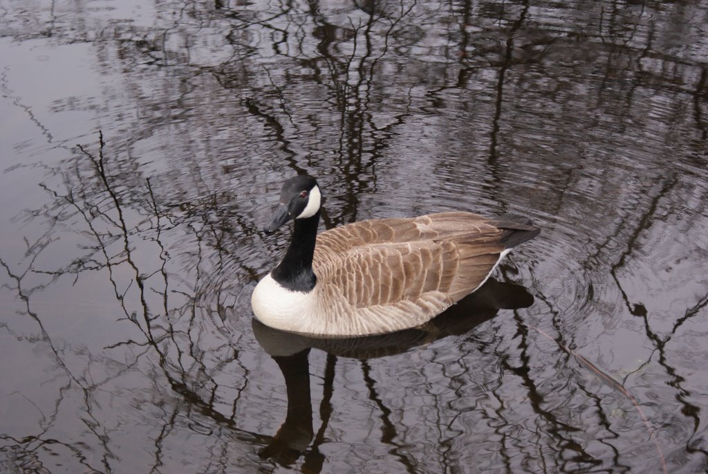 GEESE IN THE POND
