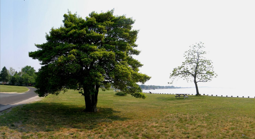 Trees in the Park