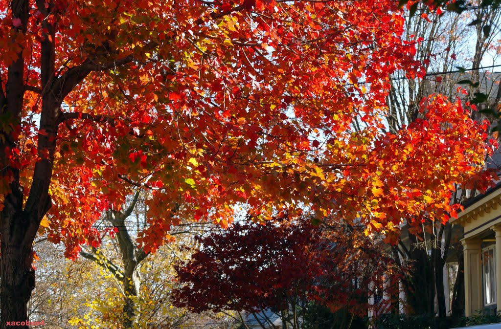 "corazón otoñal" en medio de la rue!~~~~~~~~~~~~~~~~~~~~~"Autumn Heart" in the middle of the rue!