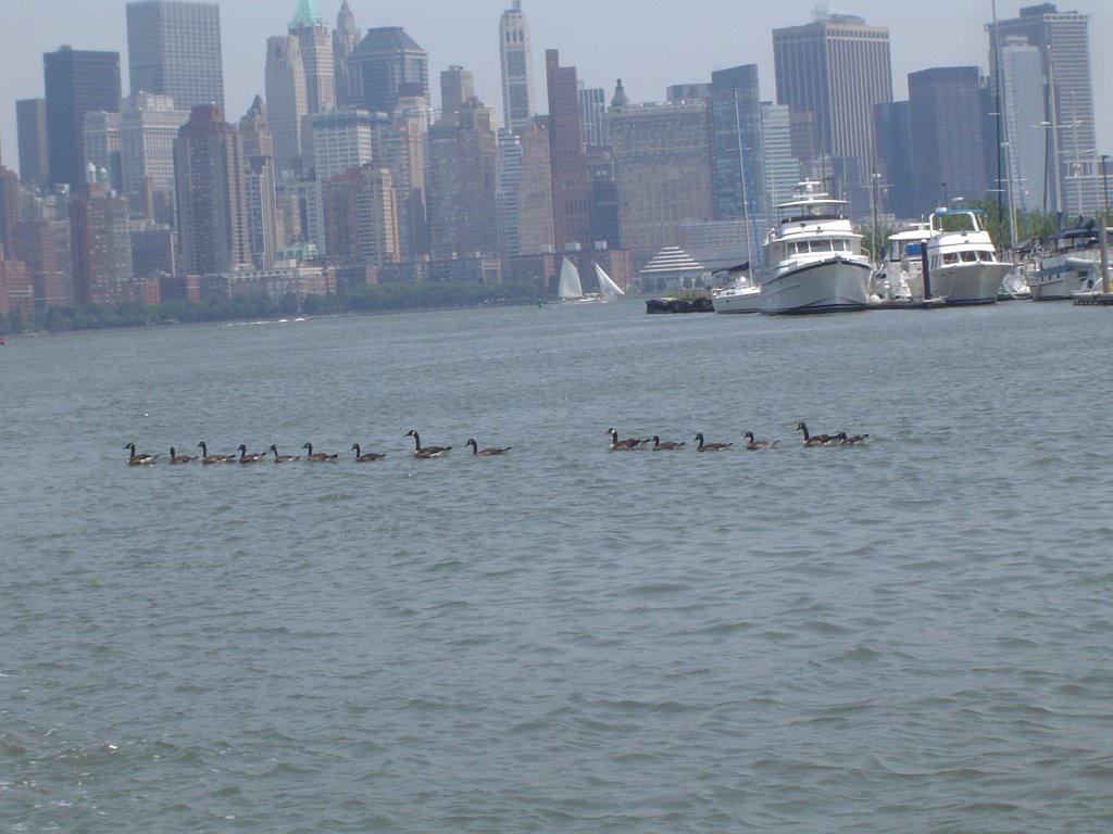 Patos en el Hudson river...9 + 6