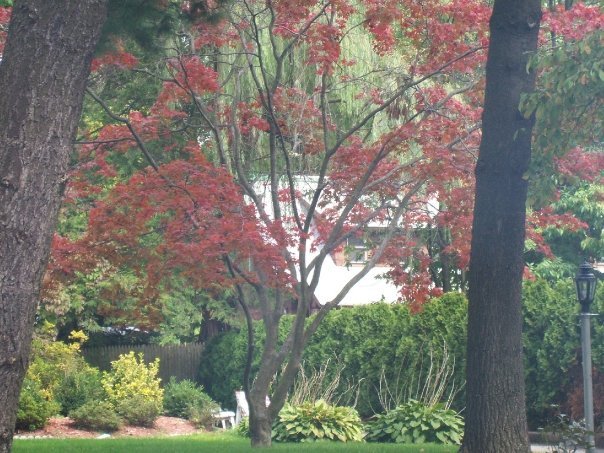 A beautiful old tree,NJ
