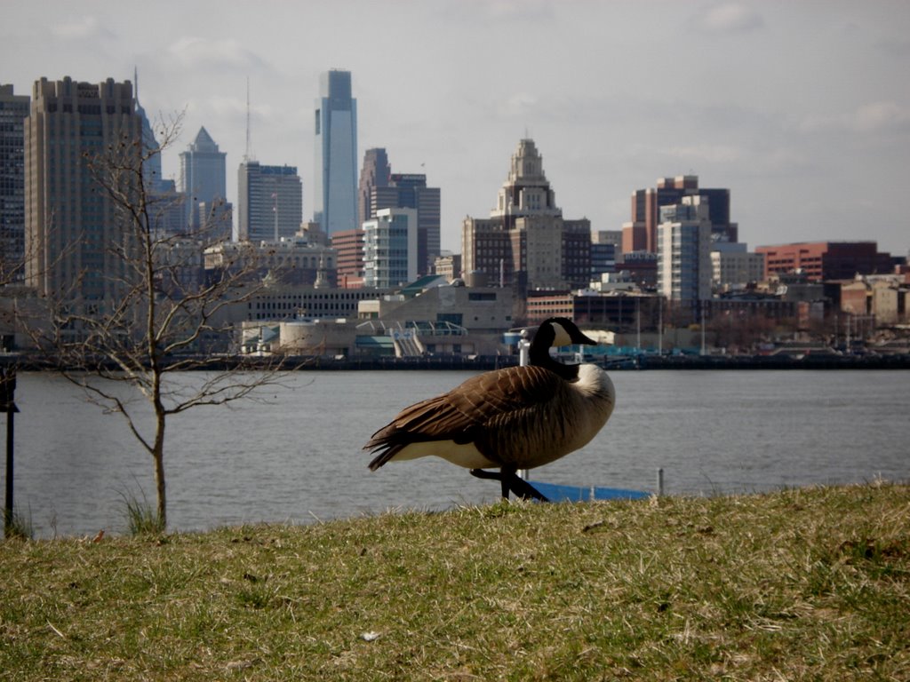 Canade Geese Philly Skyline