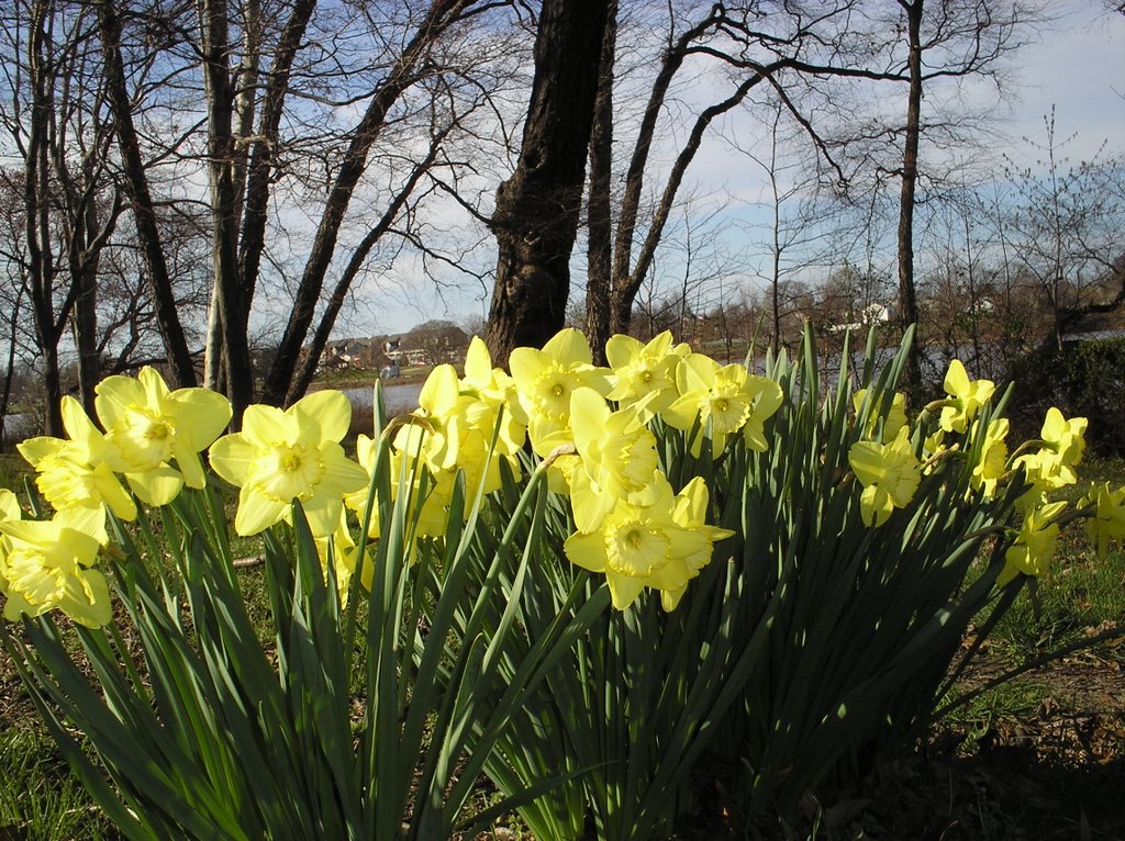 Daffodils from Cooper River Park near Collingswood