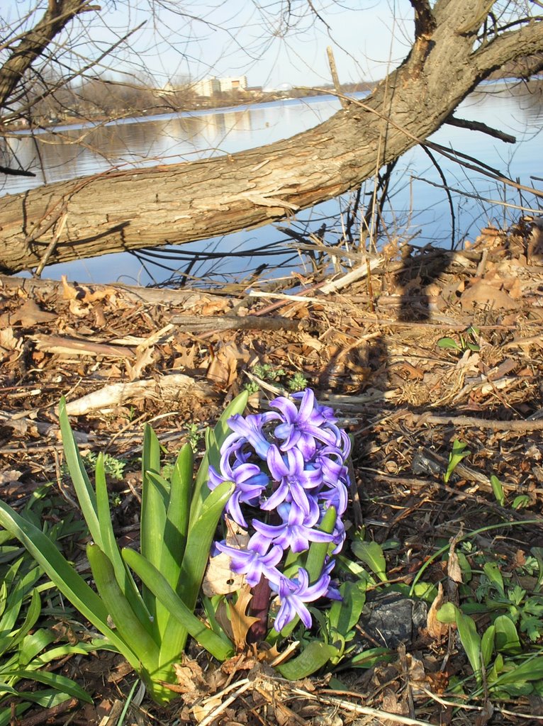 Lone Beauty