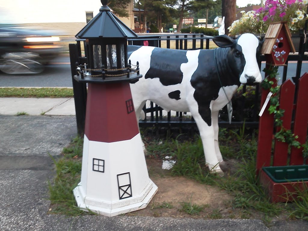 Cow at Kaylas