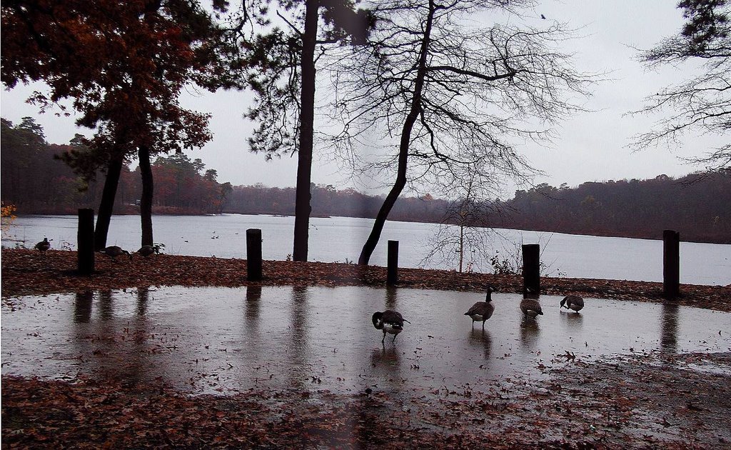 Ducks At Lake