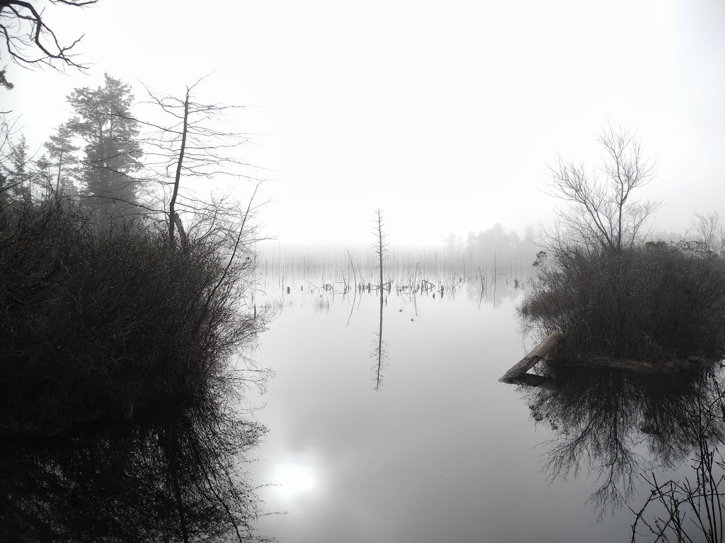 Fog on Swamp @ Horicon Lake, Lakehurst, NJ
