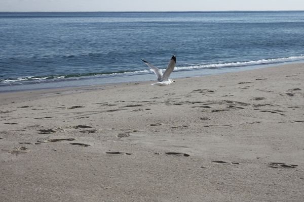 Seagull