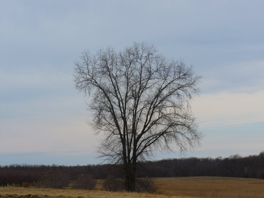 A Tree at Monmouth