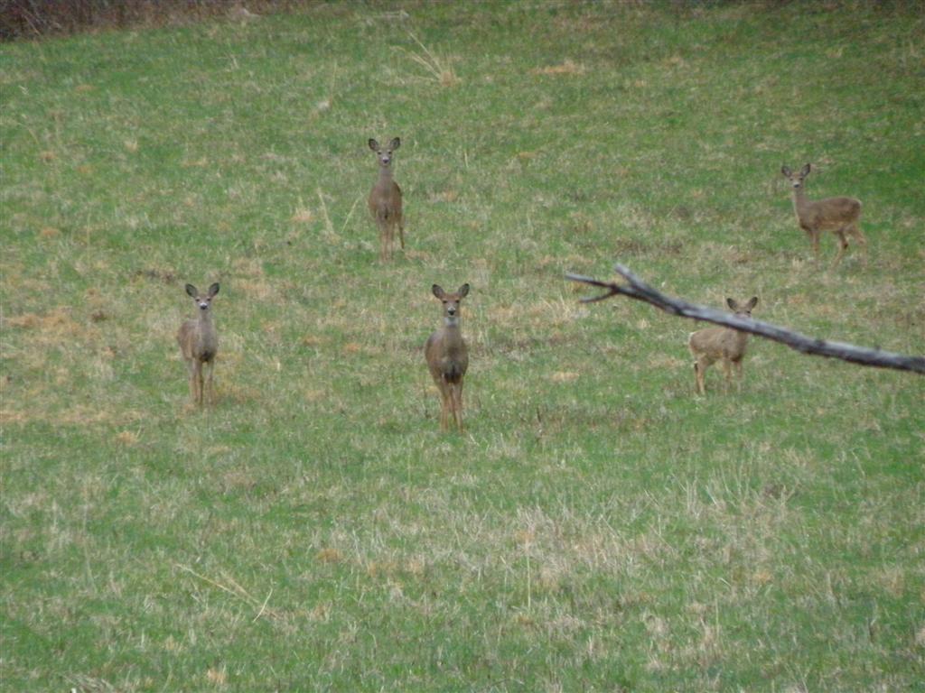 Deer