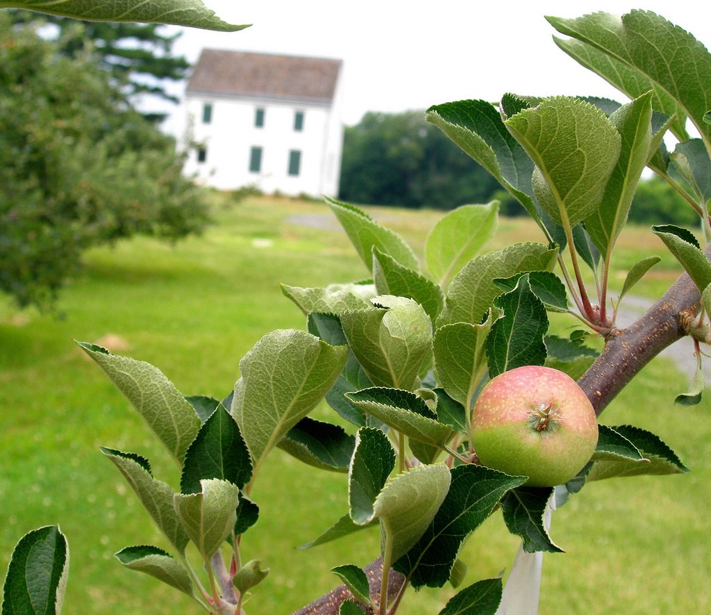 Apples and Revolutionary House