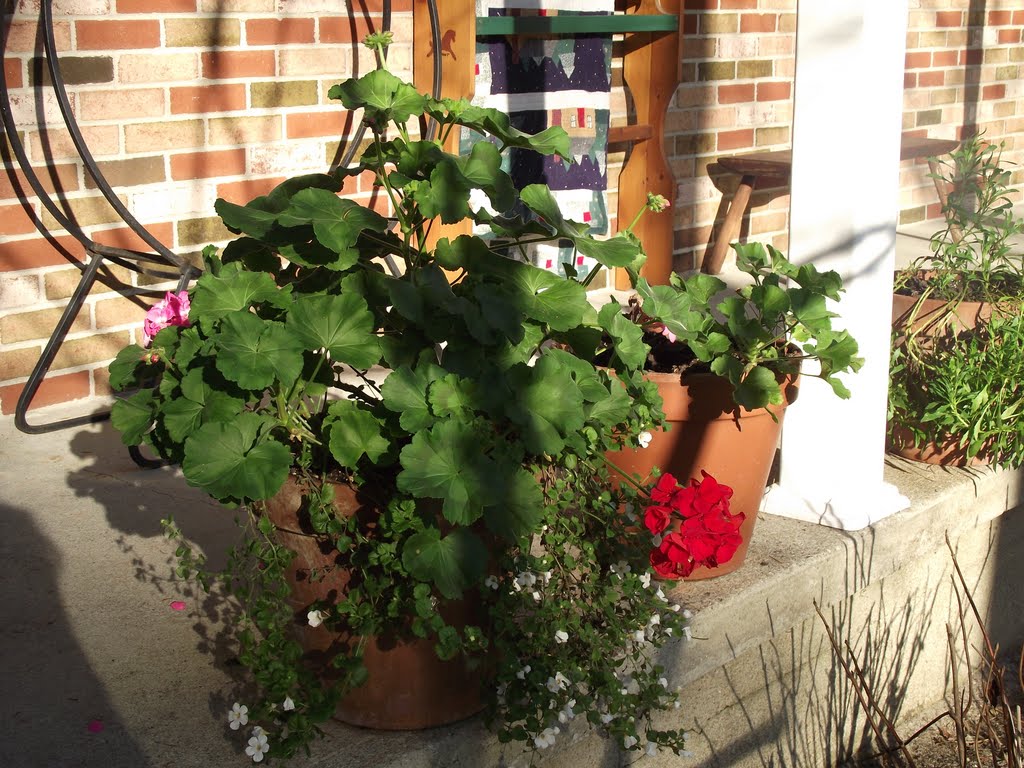 December Garden
