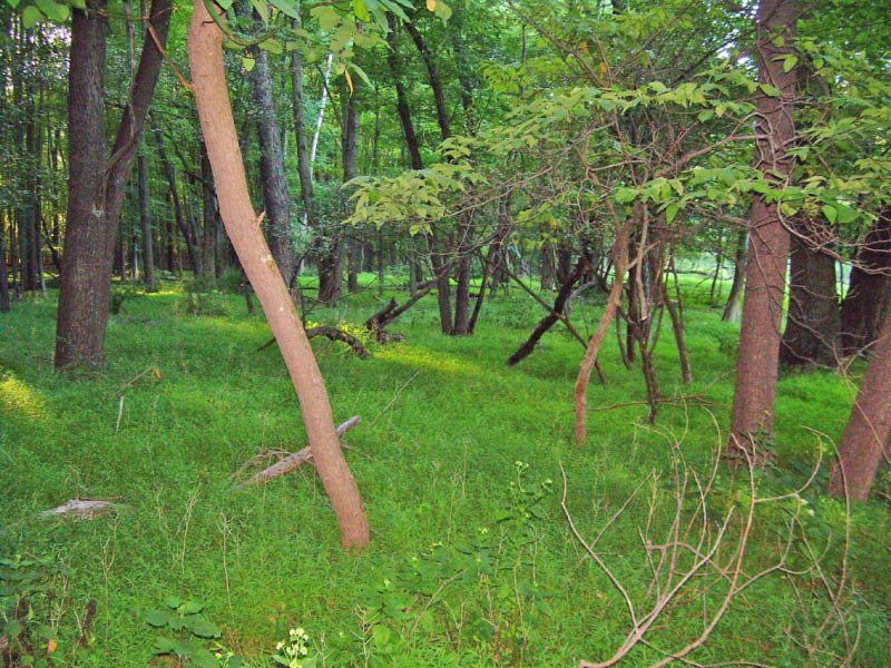 Foote Park