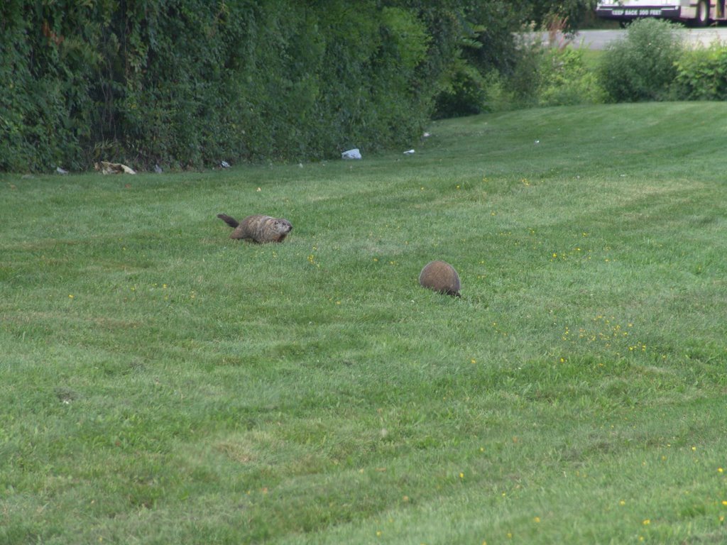 I think they are Beavers but Im not sure