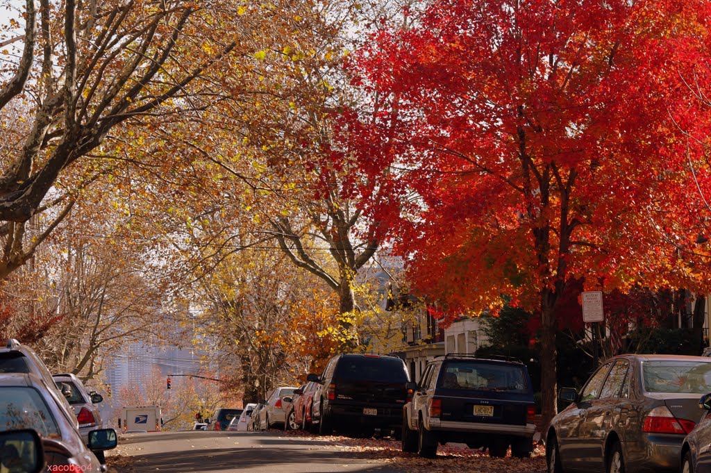 The autumn leaves.............. of Red and Gold.... !!!!!!!!