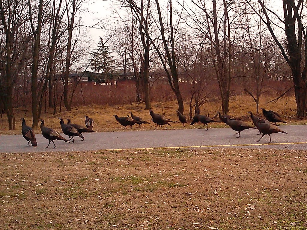 Wild Turkeys