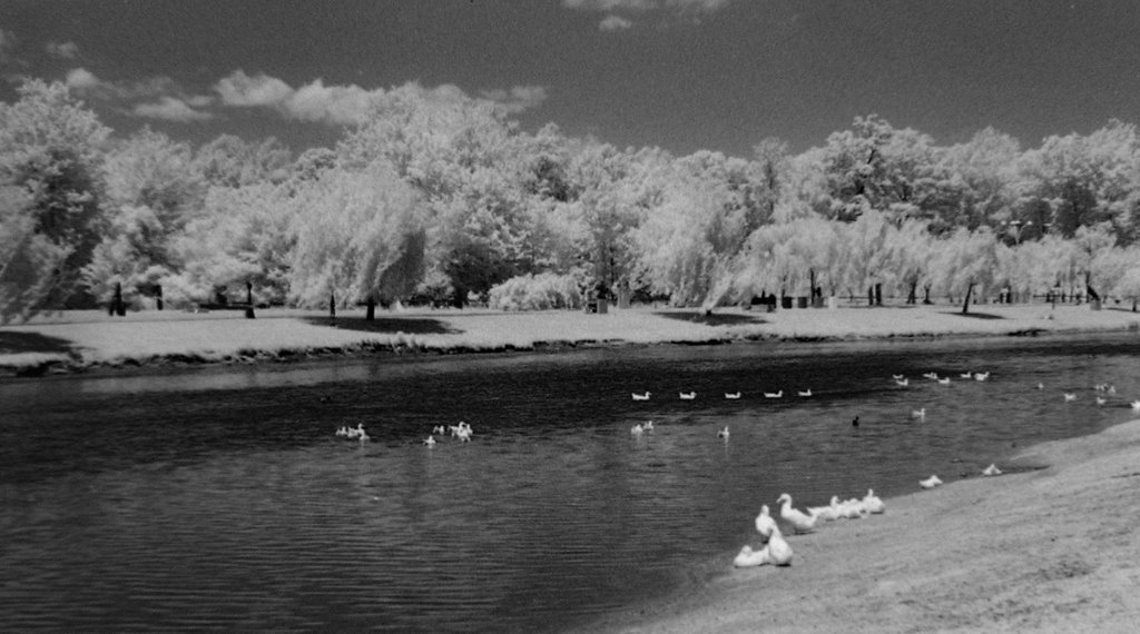 Pond at Van Saun Park, River Edge NJ