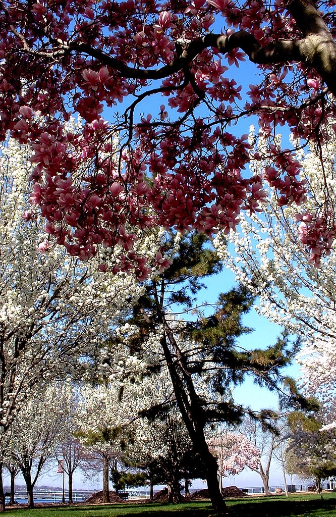 "Cherry Blossom Sky" - Harborside Walk Park - Between The Raritan Bay & Sadowsky Pkwy - Perth Amboy, NJ - 4.18.2008