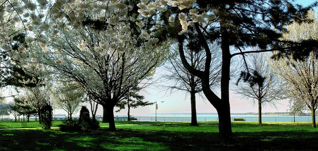 "White Blossoms" - Harborside Walk Park - Between The Raritan Bay & Sadowsky Pkwy - Perth Amboy, NJ - 4.18.2007