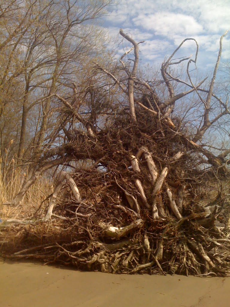 Driftwood Tree RootBall