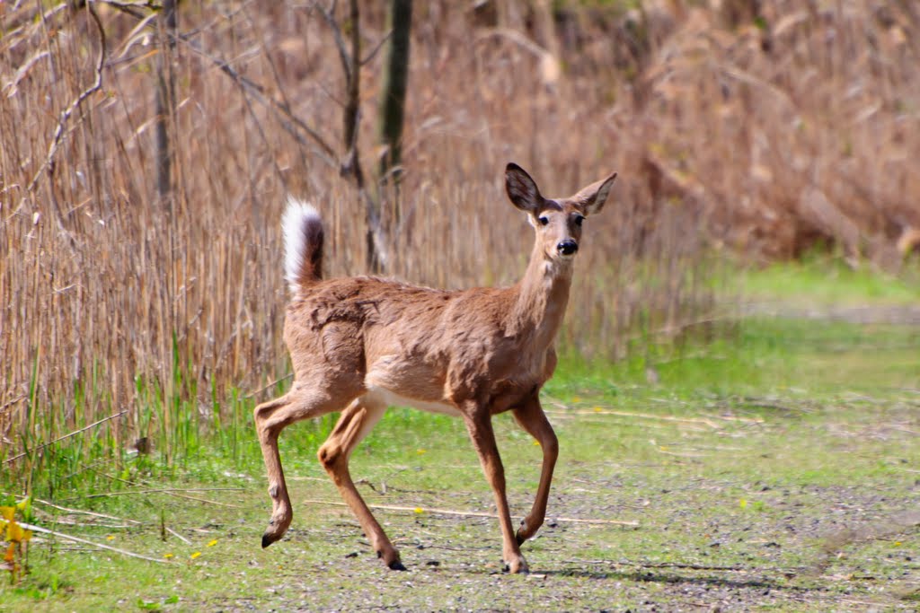 White Tail